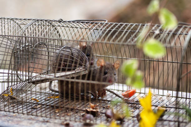 istock two mice trapped in old cage near some food 2180723383
