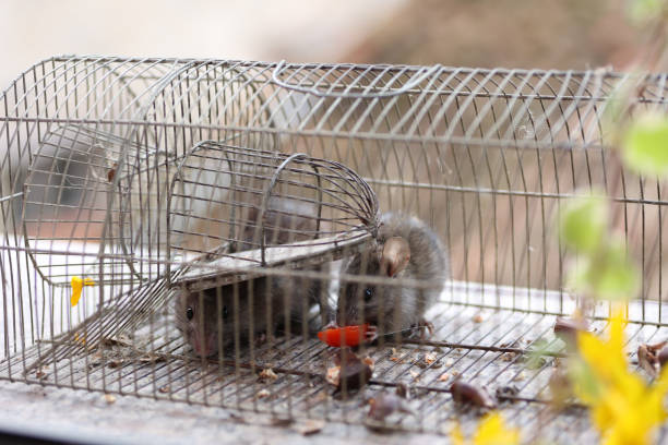 istock two mice trapped in old cage eating a tomato 2180723395