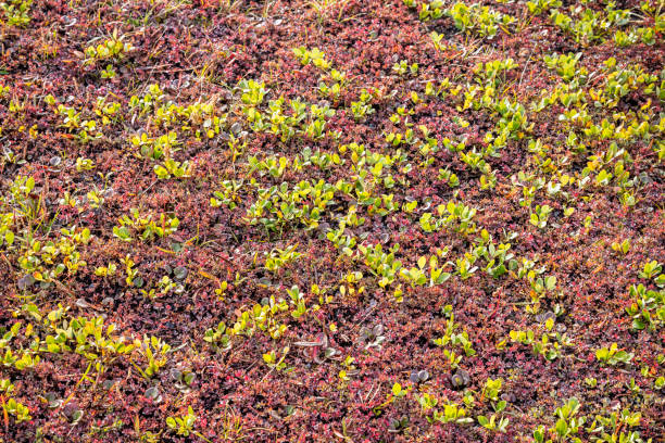 Arctic flowers in the sun on the Disko Island outside Ilulissiat in western Greenland