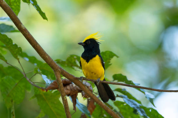 istock Sultan Tit, Melanochlora sultanea, Dehing Dehing Patkai Wildlife Sanctuary, Assam, India 2180726679