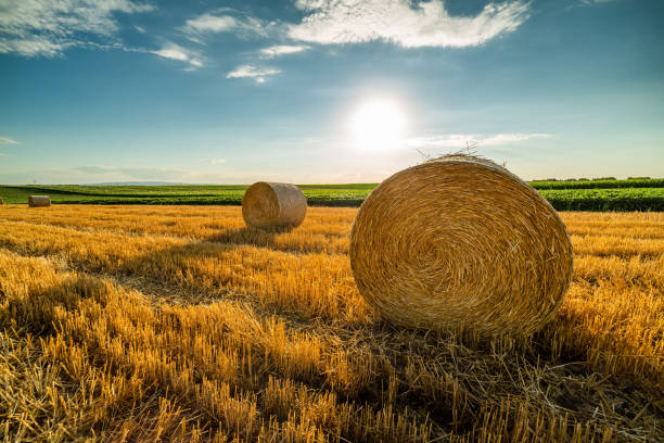 istock Shimmering wheat fields, bales of hay rolling through the landscape like a symphony of abundance as the sun rises on a new day 2180726720