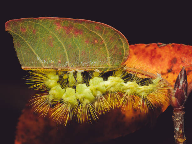istock The caterpillar of a Pale Tussock Moth feeding 2180728527