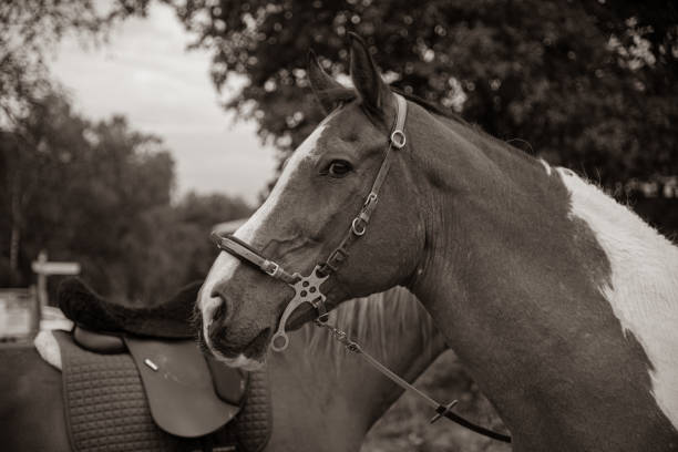 istock portrait of a horse 2180728859
