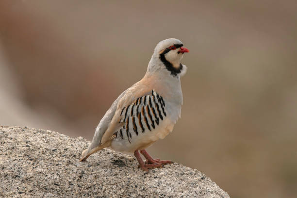 Chukar Partridge, Ladakh, Jammu and Kashmir, India