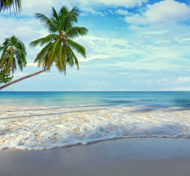 Tropical palm trees on the Caribbean beach and blue sky background.