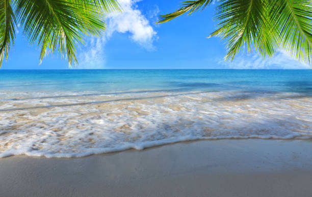 Palm trees on the Caribbean beach and blue sky background.