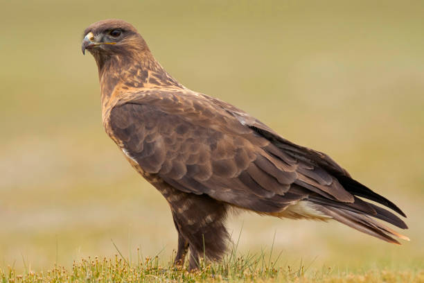 istock Upland Buzzard, Buteo hemilasius,  Ladakh, India 2180731107