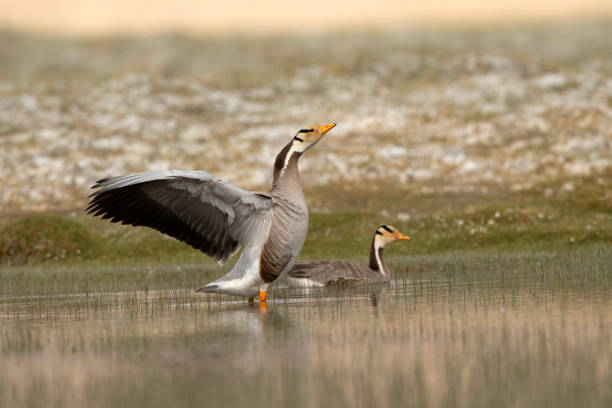 istock Bar-headed Goose, Anser indicus, Breeding, Ladakh, India 2180731116