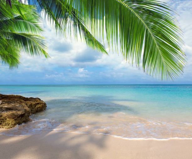 istock Tropical palm trees on the Caribbean beach and blue sky background. 2180731124