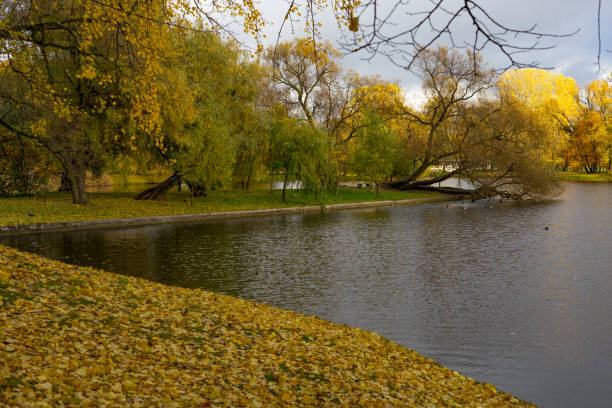 Yellow trees on the bank of a reservoir, golden autumn in the park