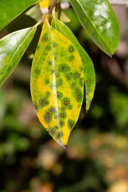 istock Autumn leaves from the Persimmon tree 2180732862