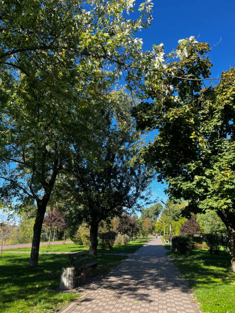 istock A park with a path and trees. The trees are green and the sky is blue 2180733831