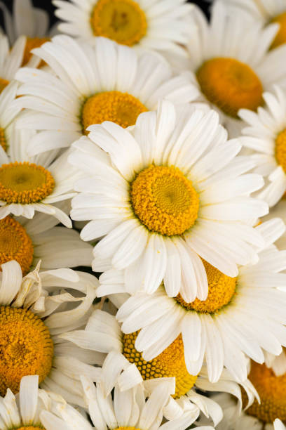 istock Chamomile or daisies isolated on black background. 2180737028