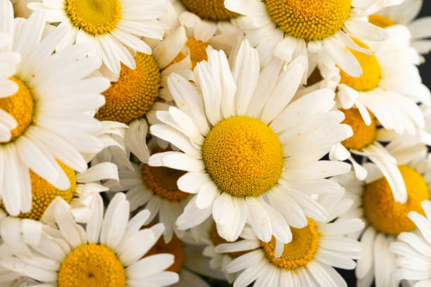 istock Chamomile or daisies isolated on black background. 2180737041
