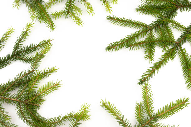 istock Pine branch isolated on white background. Fir tree branch isolated on white 2180737335