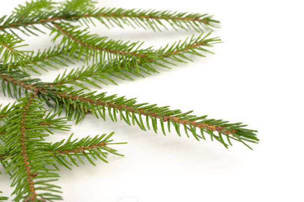 istock Pine branch isolated on white background. Fir tree branch isolated on white 2180737345