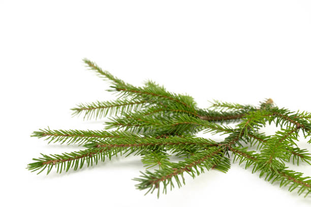 istock Pine branch isolated on white background. Fir tree branch isolated on white 2180737348