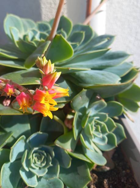istock Green succulent plant 2180739002