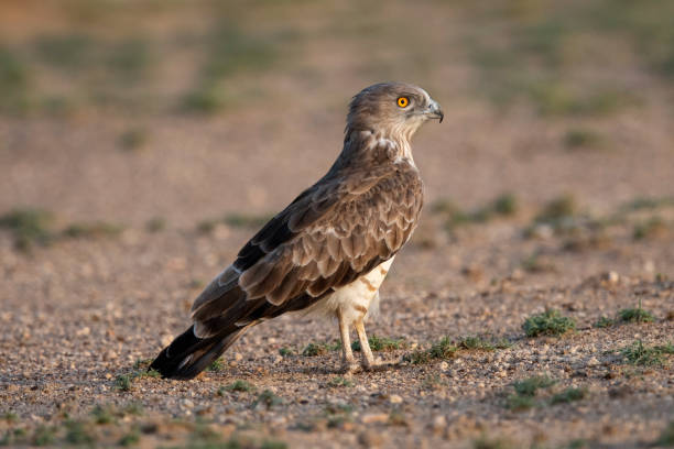istock Short-toed snake eagle, Circaetus gallicus, Desert National Park, Rajasthan, India 2180739261