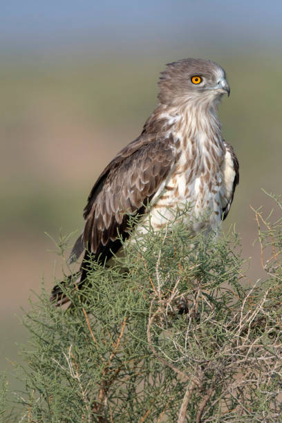 istock Short-toed snake eagle, Circaetus gallicus,  Desert National Park, Rajasthan, India 2180739290