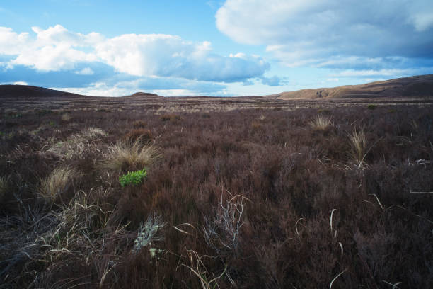 Photo of a landscape in the Tongariro National Park in New Zealands North Island.