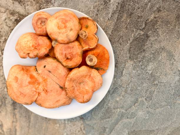 istock Mushrooms freshly harvested 2180746315