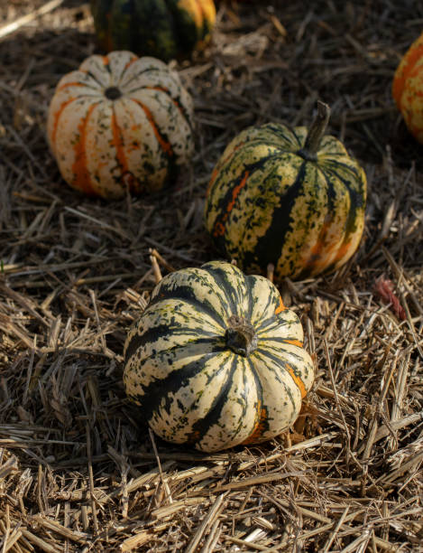 istock multi-colored pumpkins lying on straw, organic pumpkin, pumpkin decor, agritourism, home decoration with pumpkin 2180746855