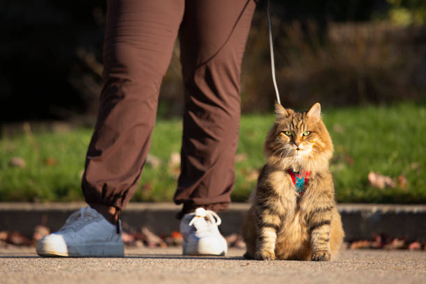 Woman walking with tabby cat