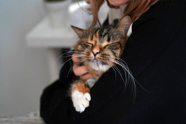 one red cat sleeps on a woman's lap, relax.