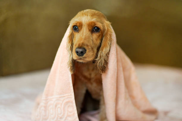 Spaniel dog after bathing in a towel