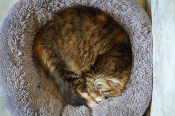 cat sleeping. Pet. sleep. cat curled up in a ball. gray fluffy tabby cat sleeps sweetly on a pillow