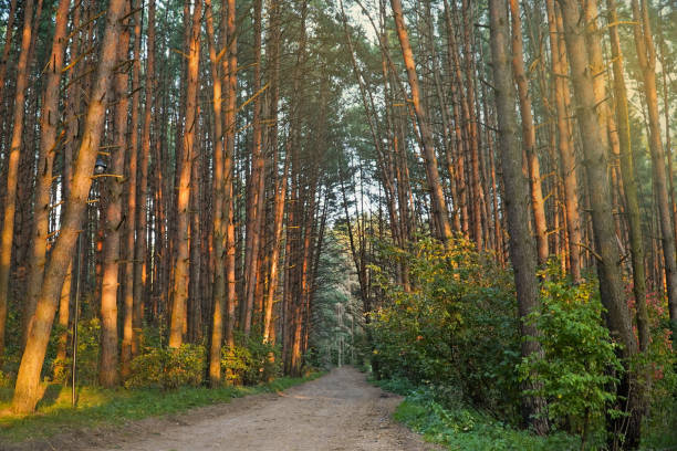 istock Pine forest. Road in a pine forest at sunset 2180753998