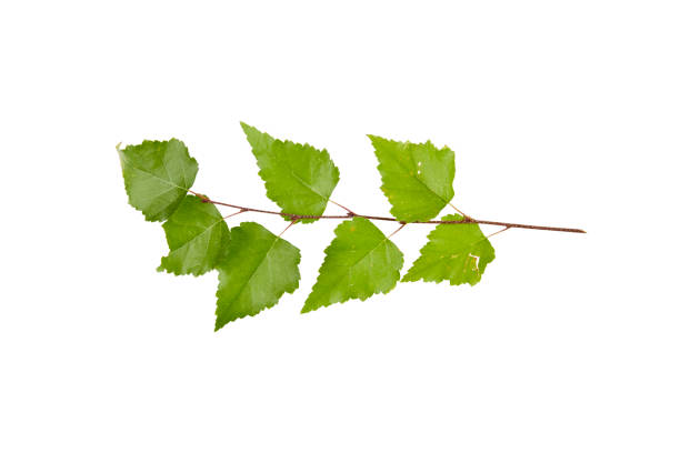 green birch tree twig leaves isolated