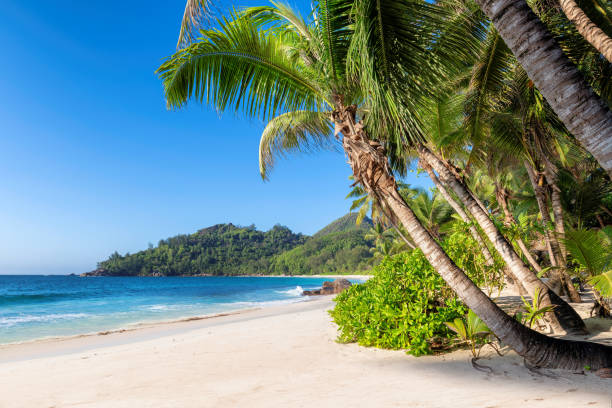 istock Palm trees on tropical sandy beach in Jamaica island 2180755051