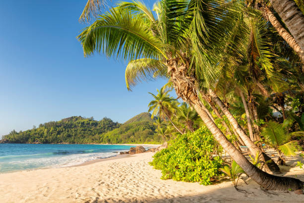 istock Palm trees on tropical sandy beach in Jamaica island 2180755135