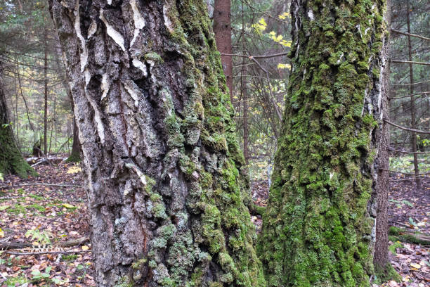 istock Close-Up of Moss-Covered Tree Trunks in a Forest with scattered fallen leaves around. Autumn background for themes related to nature, seasons, and the passage of time. High quality photography 2180755961
