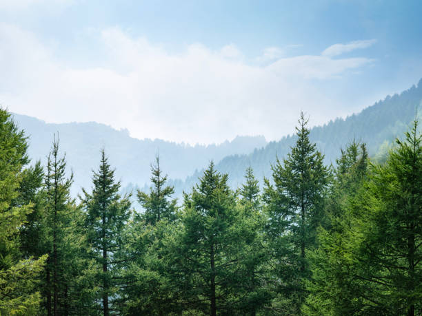 Mountains and forests