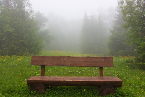 Foggy forest showing a bare tree with an old log bench on the ground