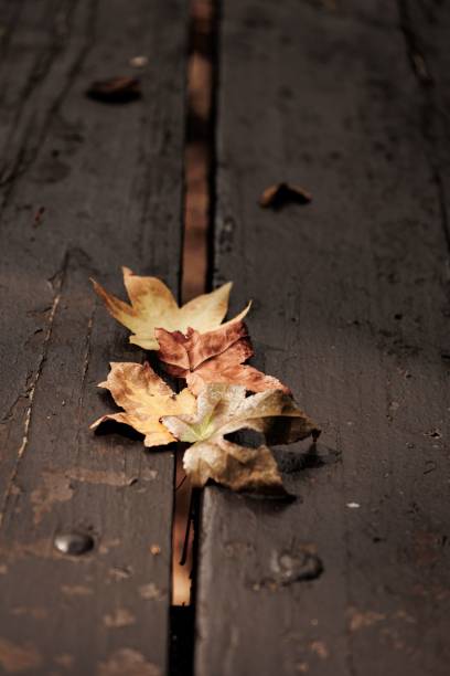 dried single leaf