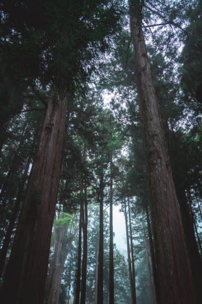 istock Foggy day in the forest, Alishan mountain, Taiwan 2180758464