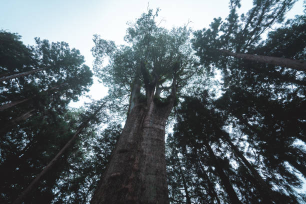 Foggy day in the forest, Alishan mountain, Taiwan