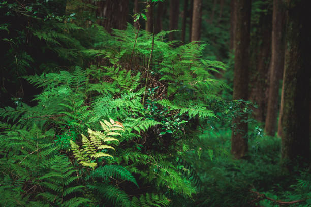 istock Foggy day in the forest, Alishan mountain, Taiwan 2180759123