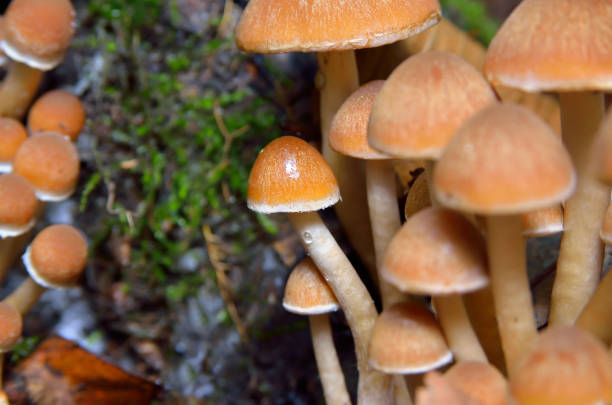 Wild mushrooms in the autumn forest close-up