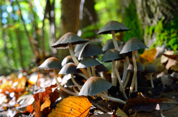 istock Wild mushrooms in the autumn forest close-up 2180759264