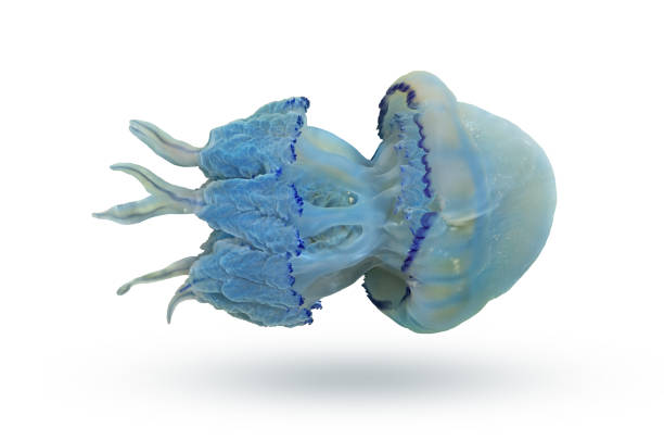 Sea jellyfish close up isolated on white