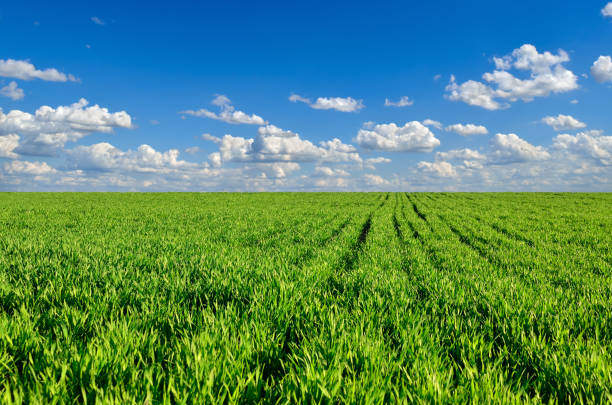 Green field on the background of blue sky.