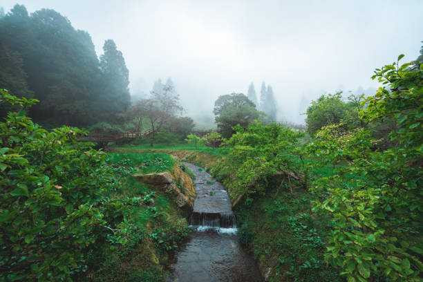 Misty fog at Alishan Forrest