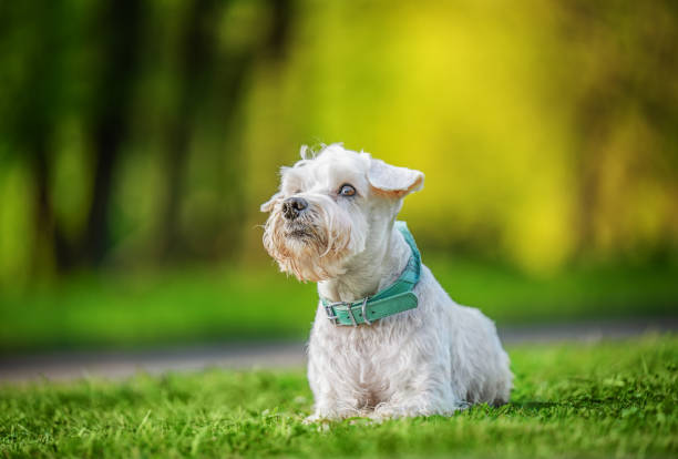 White dog sitting on green grass, spring time