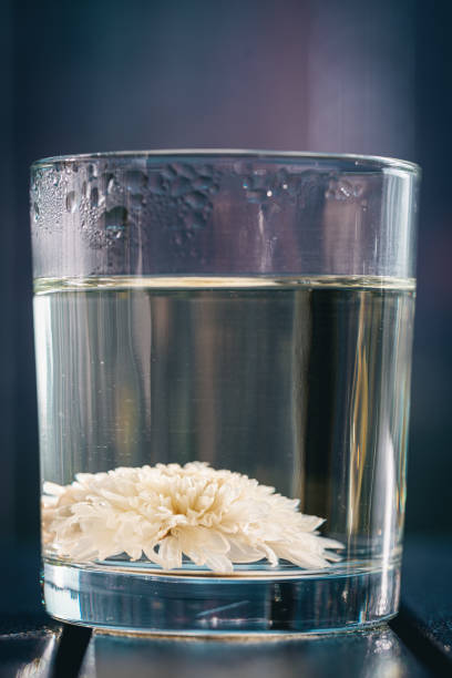istock Dried Chrysanthemum Tea In Glass Cup 2180765381