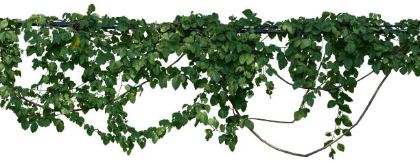 istock Vine jungle branches hanging. Climber isolated on white background. have clipping path 2180766248